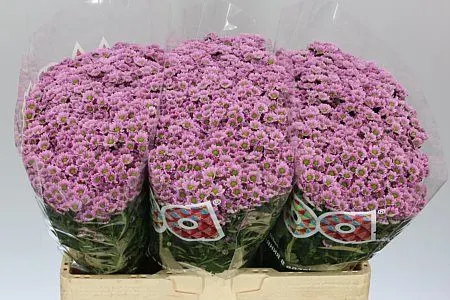 Sant Madiba Pink 55 cm