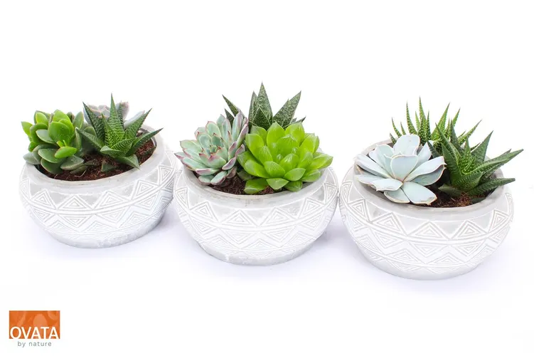 Succulenten Gemengd In Marrakesh črepník 18 cm