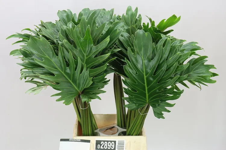 Philodendron Xanadu 50 cm