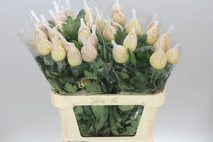 Chr G Vienna Copper 80 cm