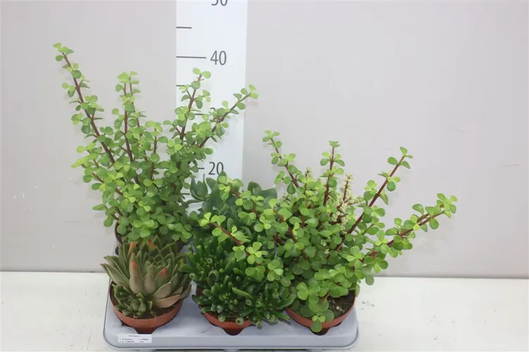 Sukulenty mix črepník 12 cm