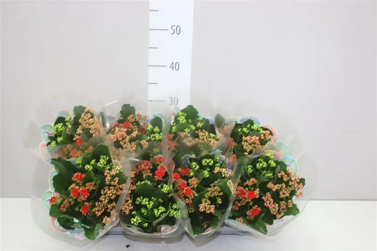 Kalanchoe Calandiva Carnaval črepník 13 cm