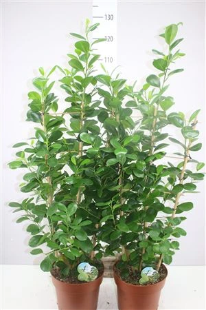 Fikus Microcarpa Moclame Op Rek črepník 24 cm