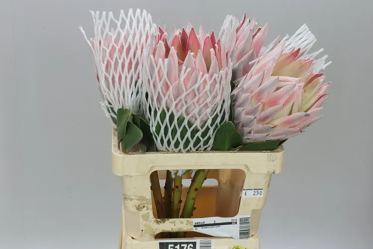 Protea Cynaroides Xl 60 cm
