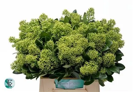 Skimmia J Magical Finchy 45 cm