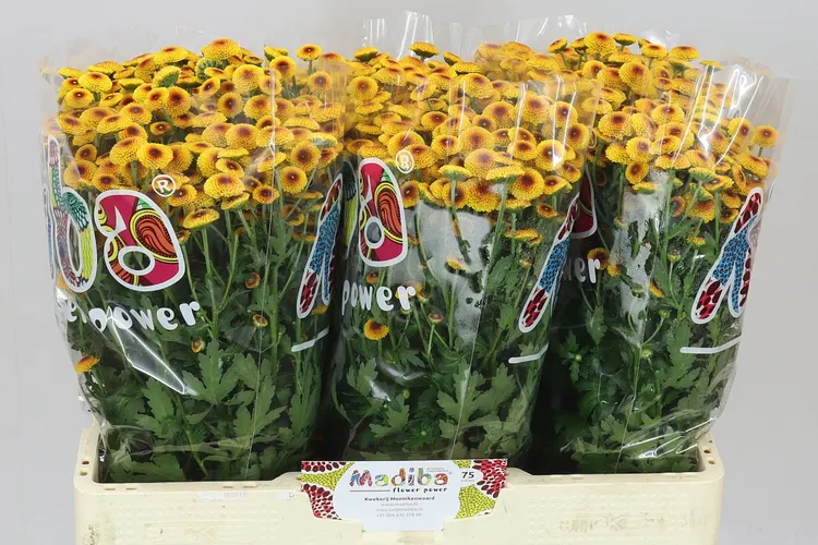 Chryzantéma santini Mad Lamboo Sunrise 55 cm