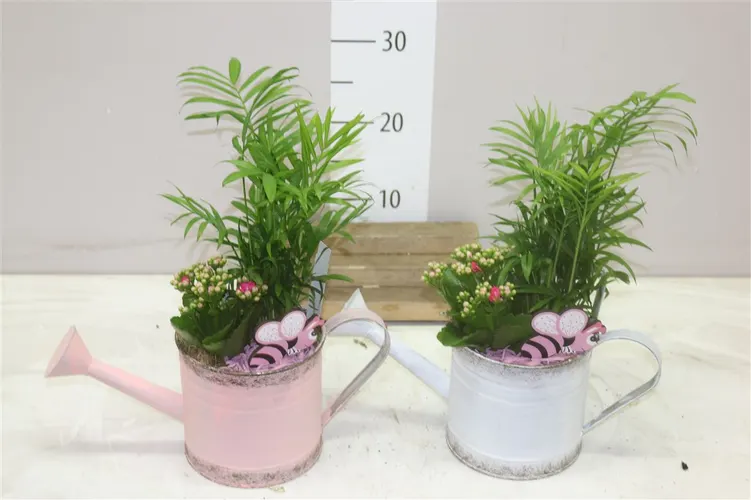Arr Kamerplanten In Gieter črepník 36 cm