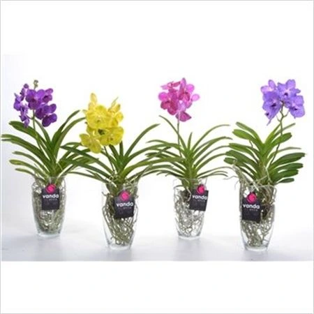 Orchidea Vanda mix v skle Charlotte