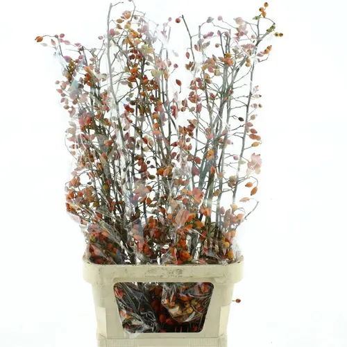 Šípky Zaffiro 120 cm