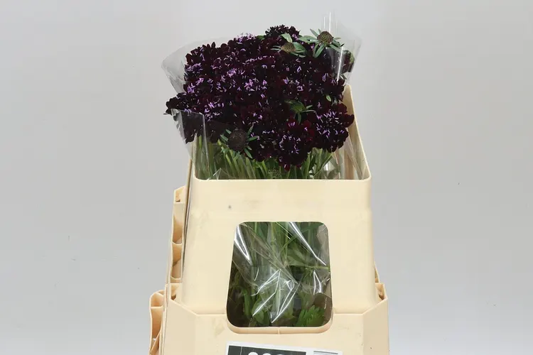Scabiosa Atr Blackberry Scoop 55 cm