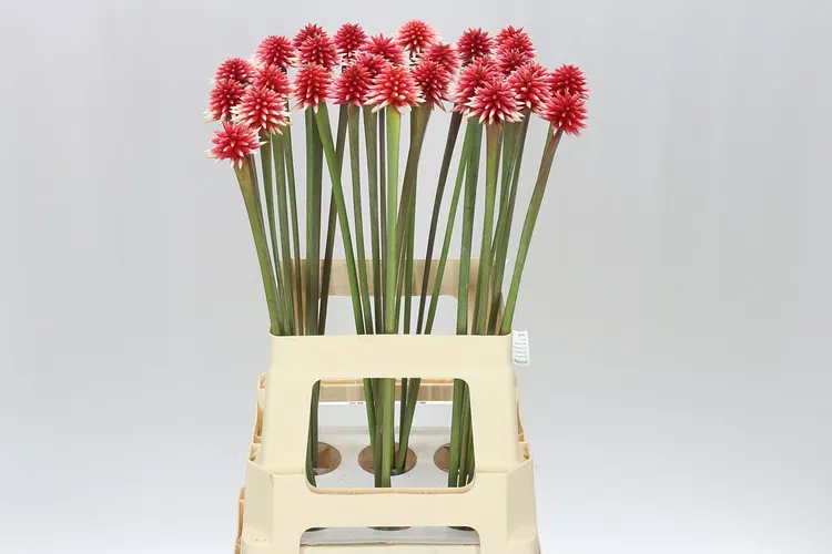 Inrida Flower Winter 70 cm