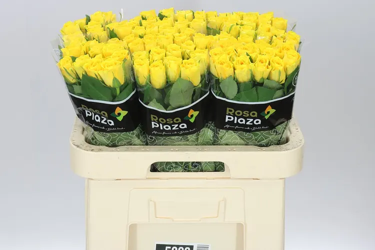 Ruža Solero 60 cm
