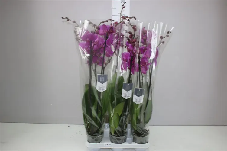 Phal Johannesburg 2 Tak črepník 12 cm