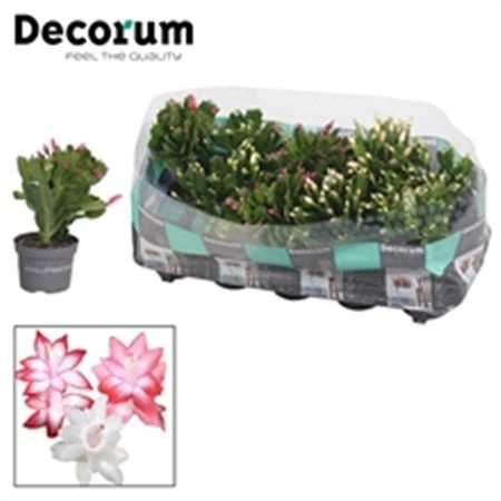 Schlumbergera mix črepník 10 cm