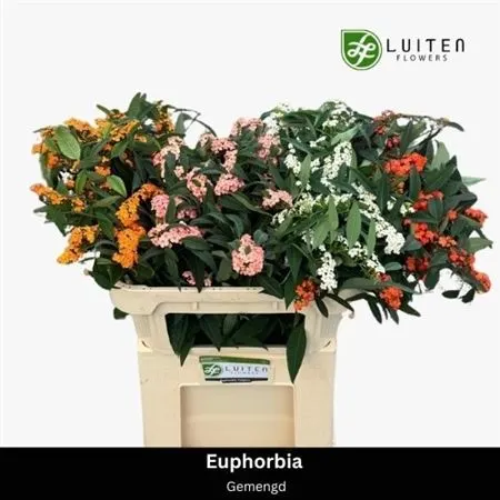Euphorbia Fu mix 65 cm