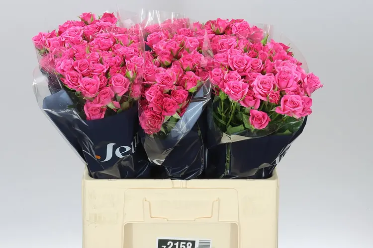 Rosa Tr Lianne 60 cm