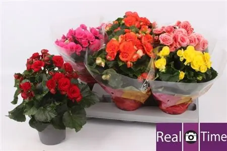 Begonia Du Gemengd črepník 13 cm