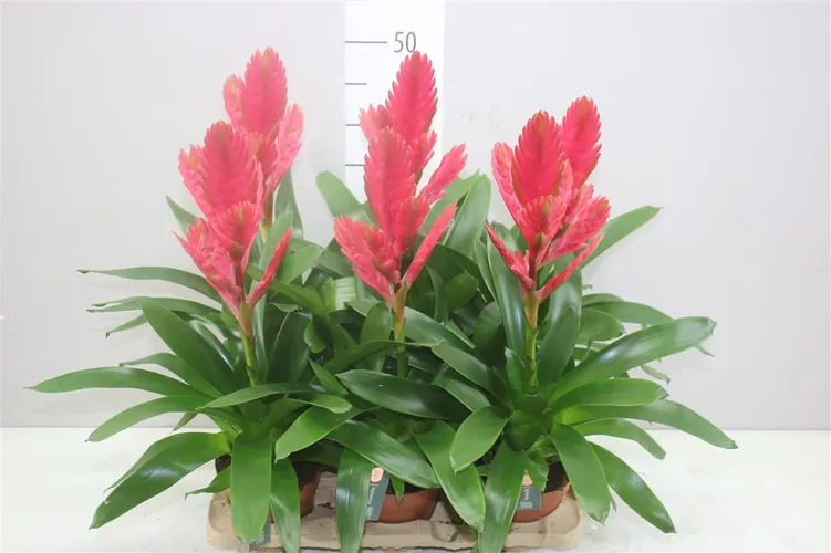 Vriesea Roze črepník 12 cm