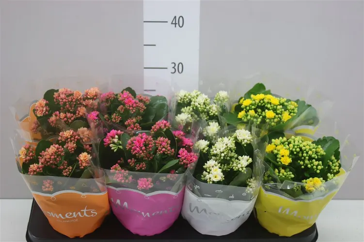 Kalanchoe Calandiva mix črepník 12 cm