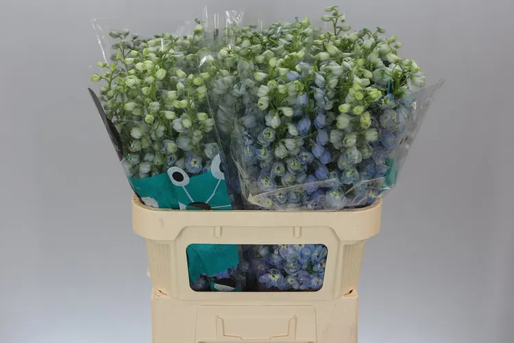 Delph El Guardian Lavender 80 cm