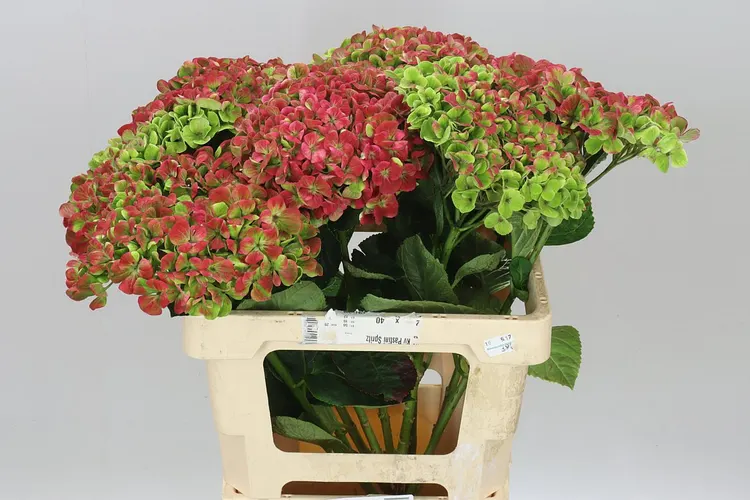 Hyd Coral Classic 60 cm