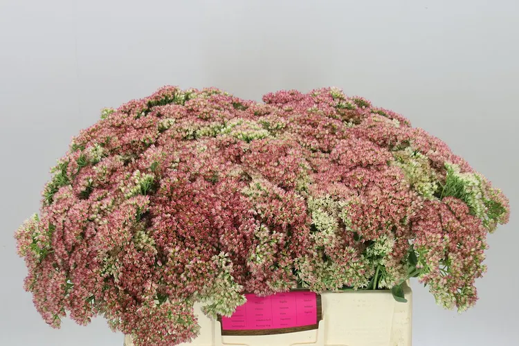 Sedum Herbstfreud 60 cm