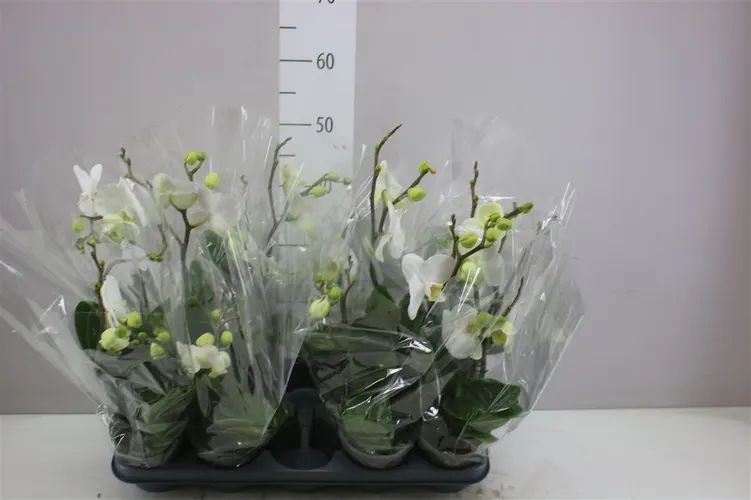 Phal Boho Love Wit 2 Tak črepník 12 cm