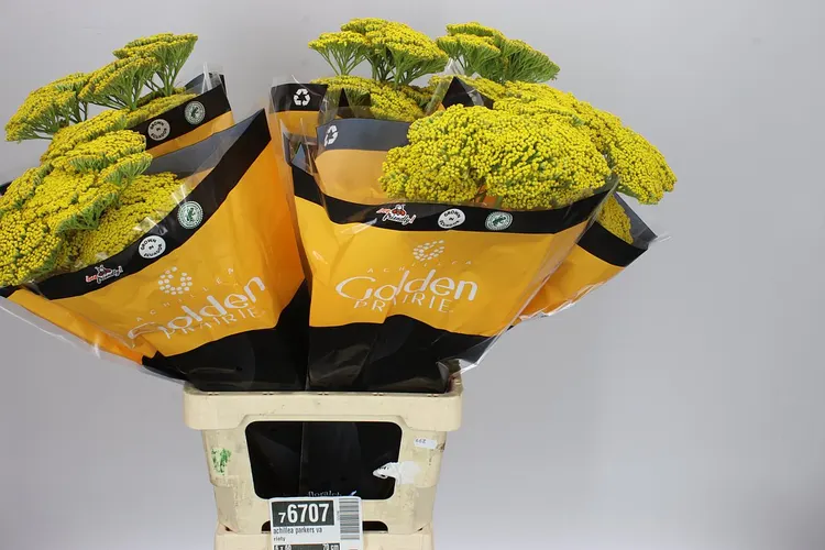 Achillea Parkers Variety 70 cm