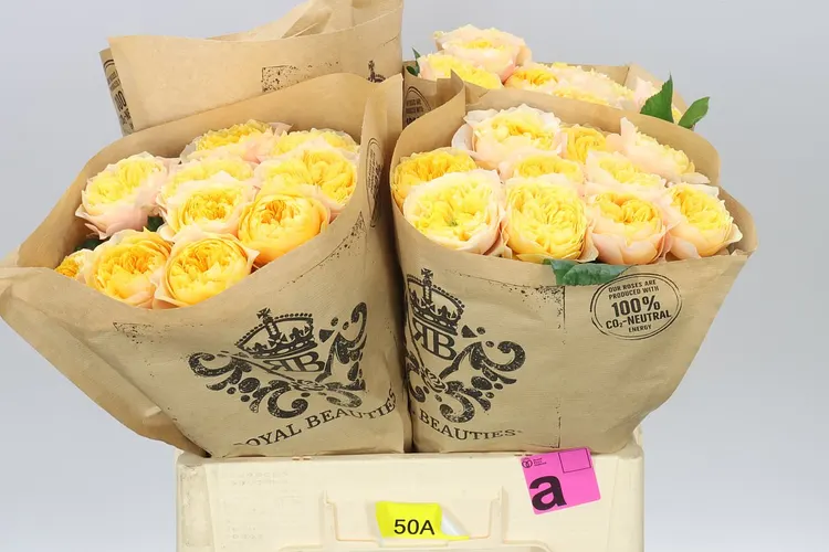 Rosa Gar Golden Vuvuzela 60 cm
