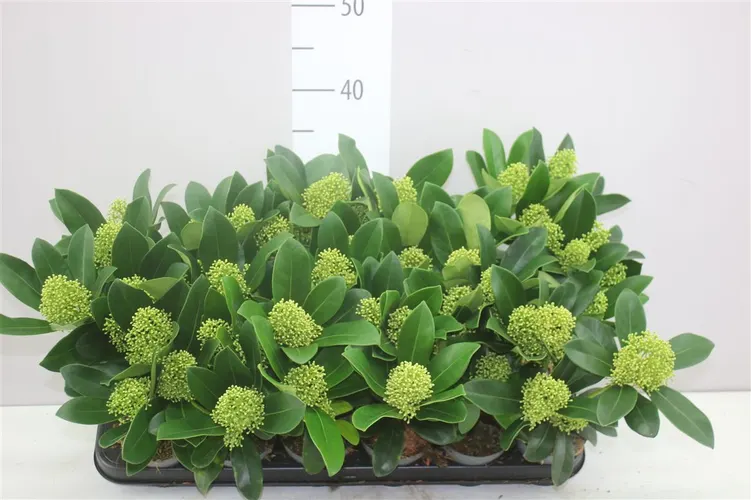 Skimmia Finchy 3+ črepník 9 cm