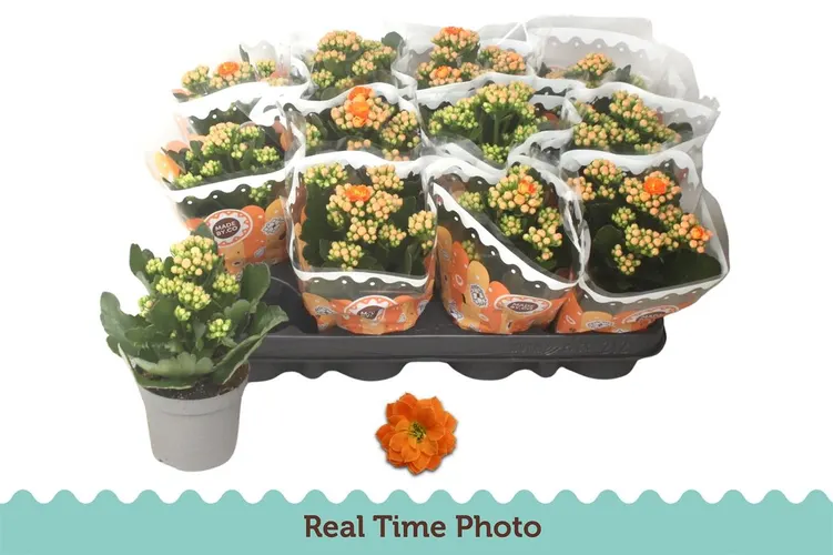 Kalanchoe Calandiva Oranje črepník 9 cm