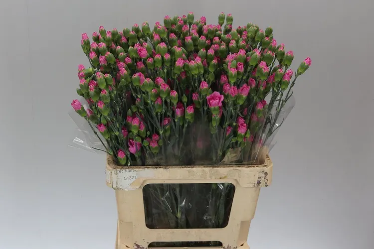 Karafiát trsový Lilac 65 cm