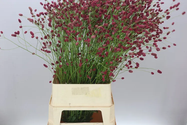 Sanguisorba Off Arnhem 100 cm