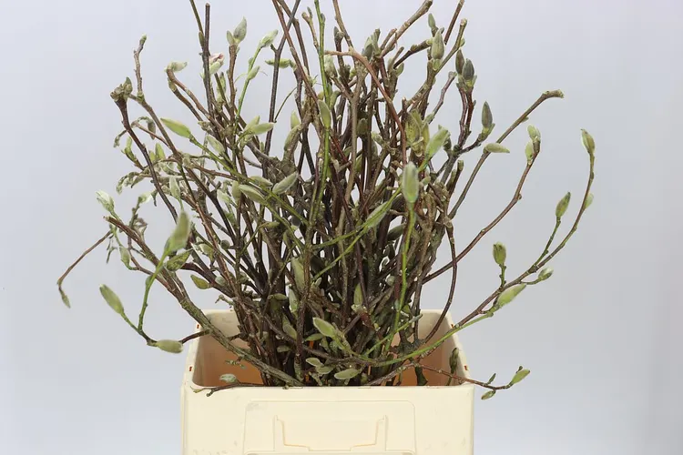 Magnolia Pink 60 cm
