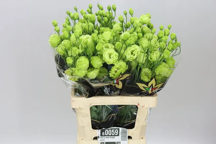 Eus G Rosan Bright Green 72 cm