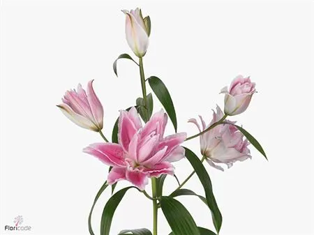 Lil Or Roselily Isabella ( Double ) 95 cm
