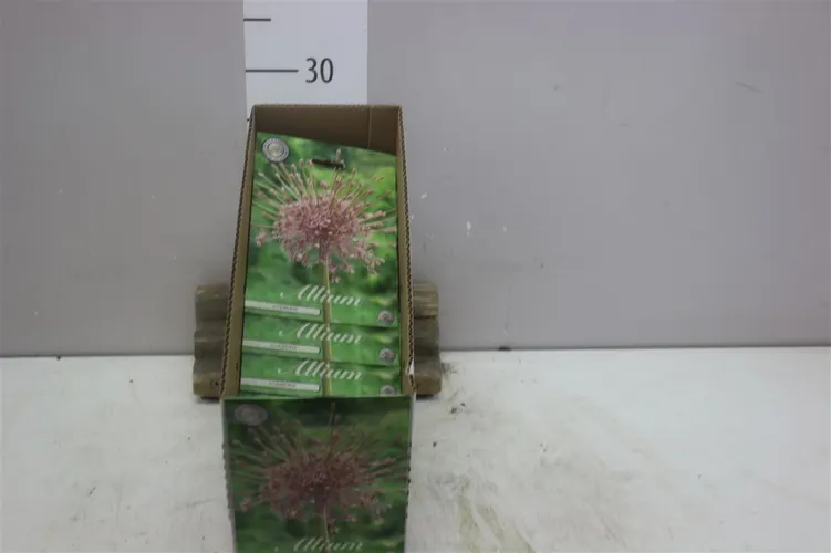 Bol Allium Schubertii X3