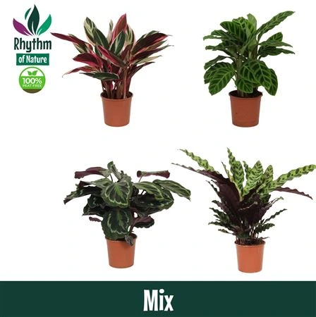 Calathea mix črepník 14 cm
