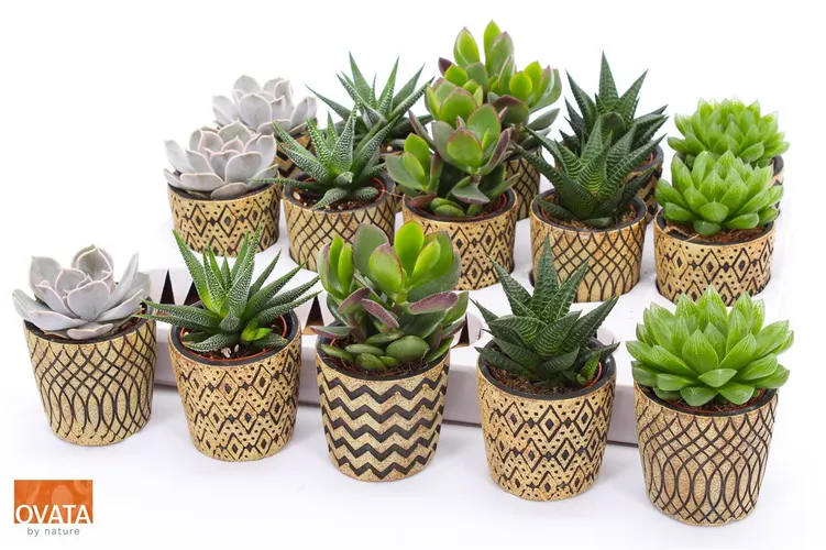 Succulenten Gemengd In Havana A2 črepník 7 cm