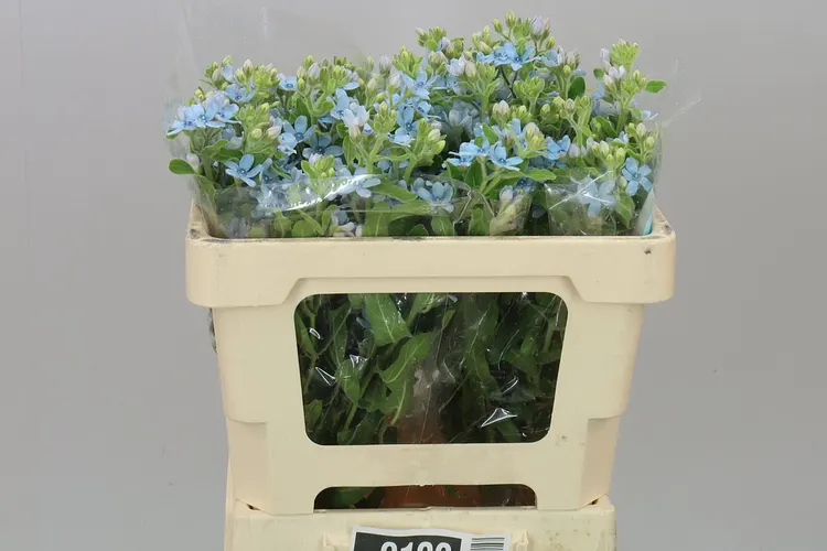 Oxypetalum Coeruleum 50 cm