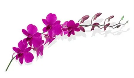 Dendro Mad Pompadour 45 cm