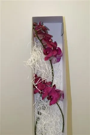 Phalaenopsis Montreux X25