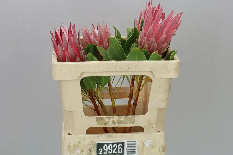 Protea Cynaroides 50 cm