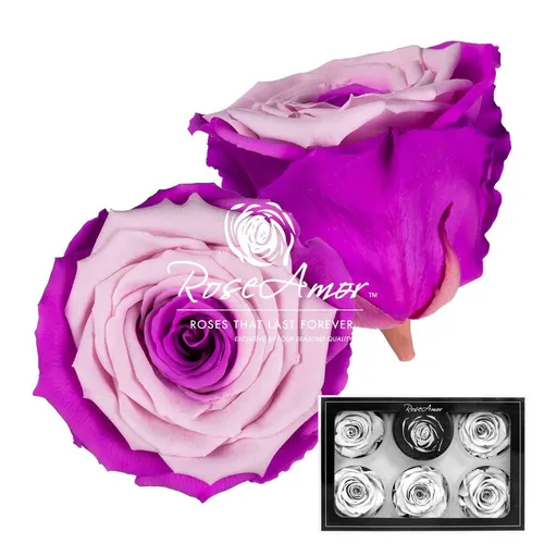 Stabilizovaná ruža XL ⌀ 6 cm, dvojfarebná BIC29