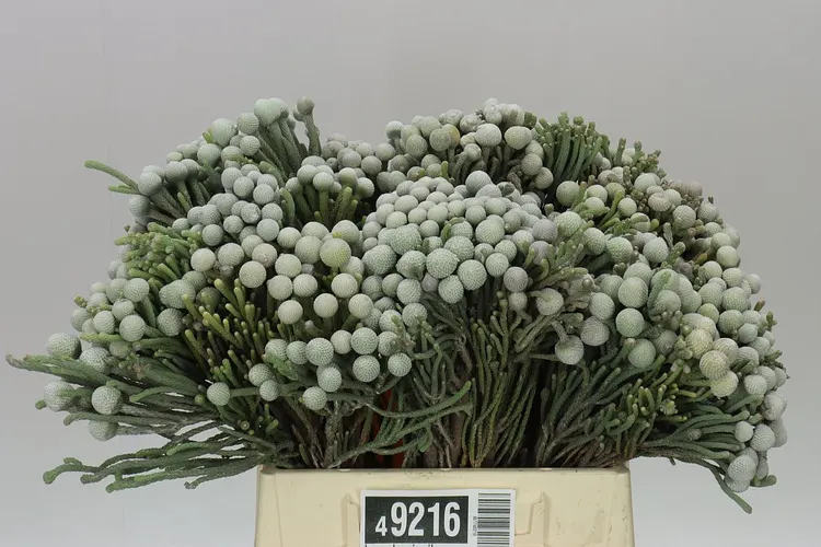Kaaps Brunia Silver 40 cm