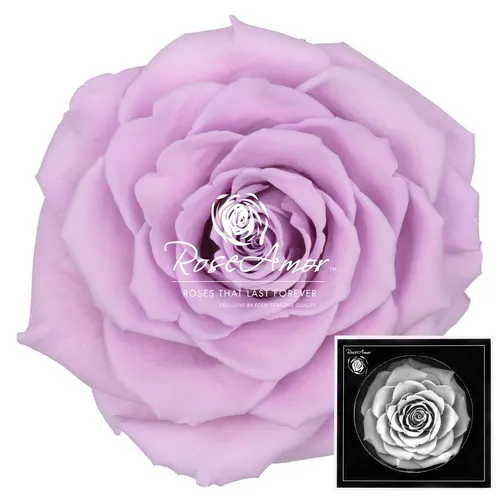 Stabilizovaná ruža Bonita ⌀ 9 cm, fialová VIO03