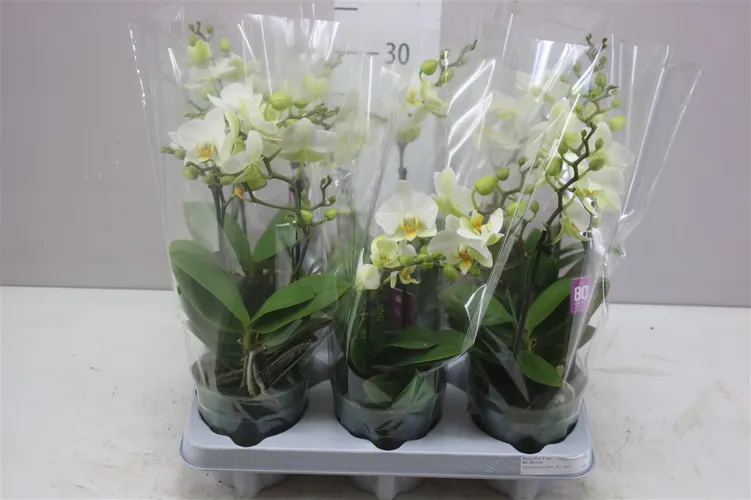 Phal Mtfl Wit 2 Tak črepník 12 cm