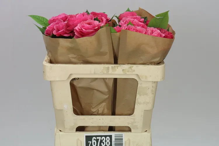 Ruža záhradná Middleton! 50 cm