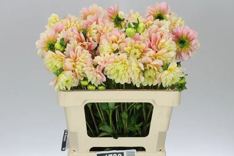 Dahlia Giovanna 40 cm