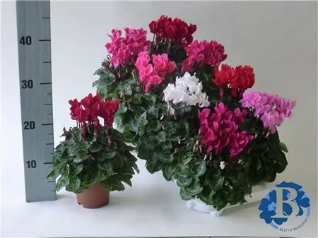 Cyclamen Kl Super Serie Mix črepník 10,5 cm